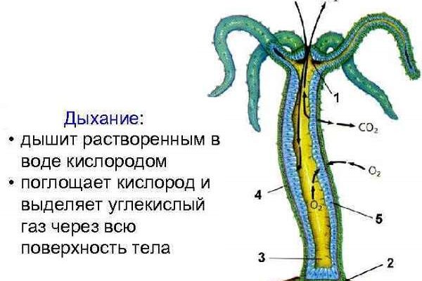 Kraken домен