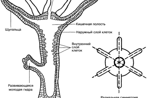 Кракен 12at сайт